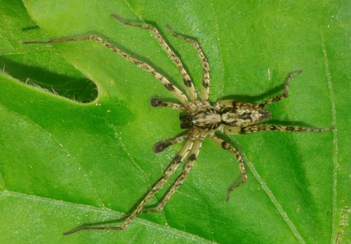 Anyphaena cfr. accentuata (Araneidae), maschi